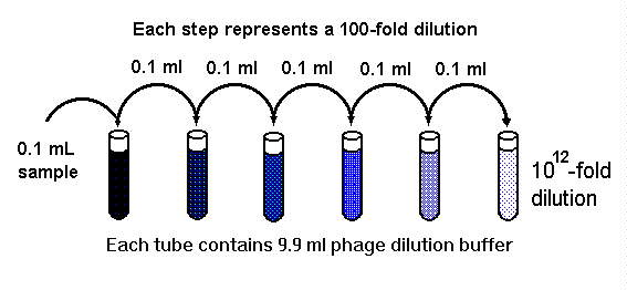 what is a serial dilution
